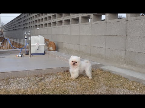 Видео: В дом храброго щенка зашёл бездомный кот!