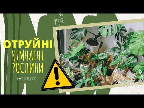 Видео: Топ 10 ОТРУЙНИХ кімнатних РОСЛИН 🌴🌿☢️ НЕБЕЗПЕЧНІ рослини🌹☘️☢️