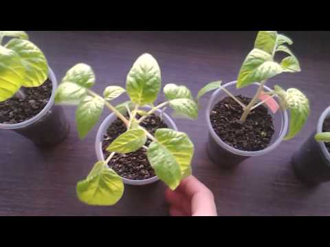 Видео: Домати отгледани необичайно 2-ра част