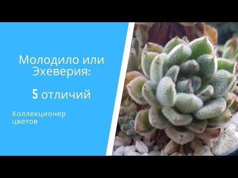 Видео: Как отличить Молодило от Эхеверии: 5 признаков