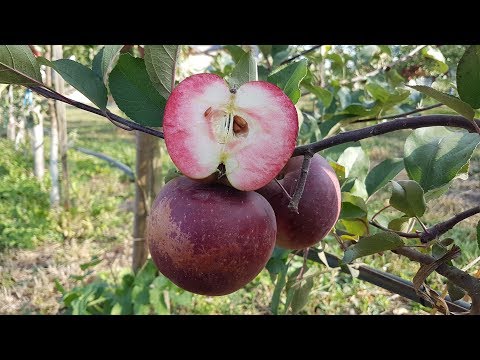 Видео: Apple BAYA MARISA / Яблоко Байя Мариса