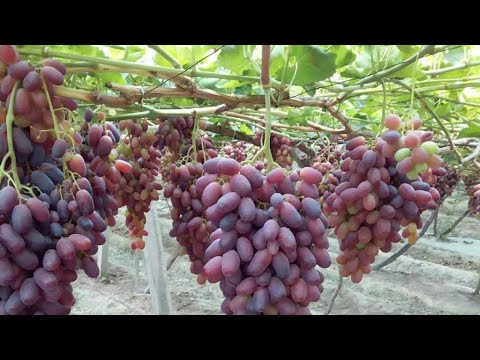 Видео: Паркент узум бозори каерда? Ризамат узум канча? 😁 биз 03.08.2024 куни Паркент тогларида #barokat_uzb
