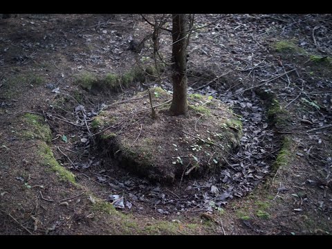 Видео: 🐗 В поисках кабана в новом районе №3.  10 июня 2022