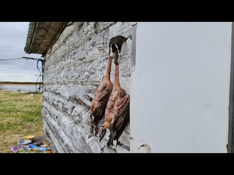 Видео: Ружьё МЦ-255