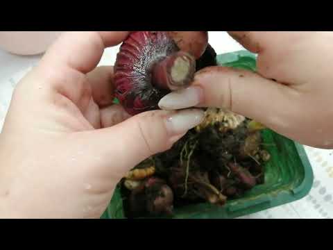 Видео: Гладиолусы 🥰💖💗Как сохранить луковицы цветка? #цветысадиогородгладиолусы