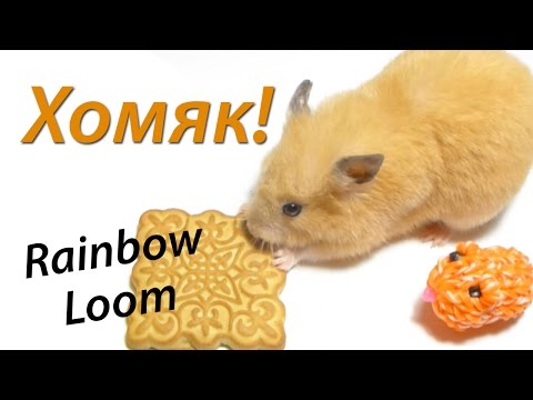 Видео: 3D Хомяк из Rainbow Loom Bands. Урок 60