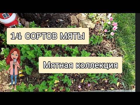 Видео: 14 СОРТОВ МЯТЫ 🌱