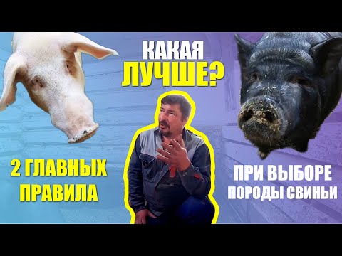 Видео: 2 ГЛАВНЫХ ПРАВИЛА | ВЫБОР ПОРОДЫ Свиней | О ПОРОДАХ: Дюрок, Ландрас, Вьетнамская и Крупная белая