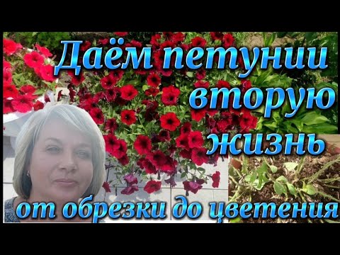 Видео: 🌺ПЕТУНИЯ.Обрезка, подкормка, цветение. Через какое время зацветет петуния после обрезки...