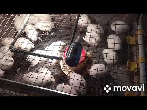 Видео: Из архива. Моё хозяйство. Работа кипит. Чем обработать птицу от клеща