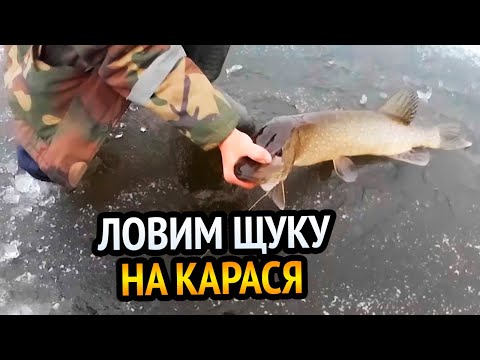 Видео: ЛОВИМ ЩУКУ НА ЖЕРЛИЦЫ!!! ЛОВЛЯ ЩУКИ НА КАРАСЯ! РЫБАЛКА - ЭТО ЖИЗНЬ!!!