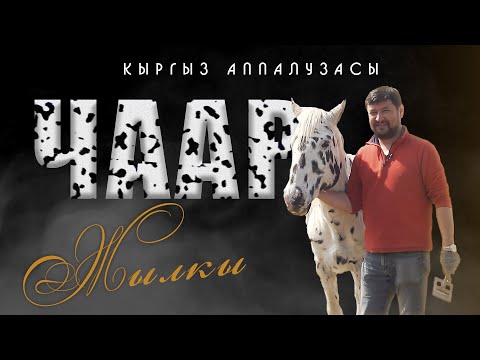 Видео: Кыргыз аппалузасы - ЧААР ЖЫЛКЫ