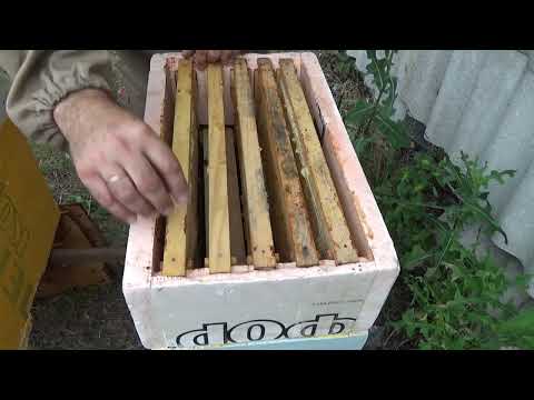 Видео: Однорамочные отводки через 76 дней.  Ставим магазины 8 июля.