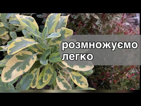 Видео: Найпростіший спосіб розмноження садових рослин