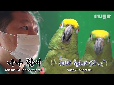 Видео: Попугай выражает печаль в песнях