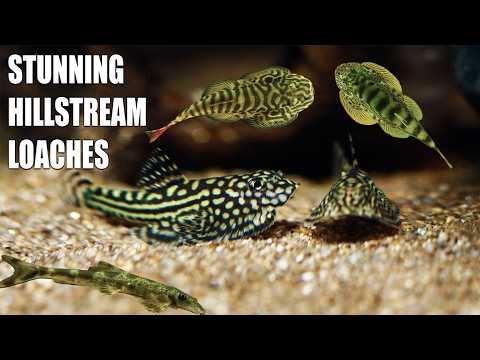 Видео: Откройте для себя 5 видов вьюнов Hillstream, которые преобразят ваш аквариум!