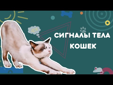 Видео: Сигналы тела кошек. Сигналы примирения. Как кошки общаются.