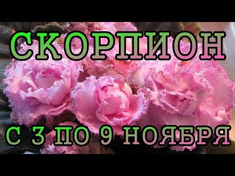 Видео: СКОРПИОН таро прогноз на неделю с 3 по 9 НОЯБРЯ 2025 года