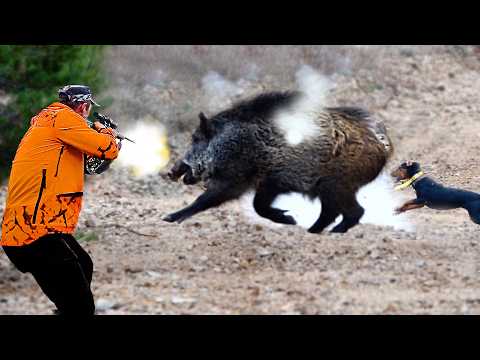 Видео: НЕВЕРОЯТНАЯ ОХОТА НА КАБАНА, Лучшая охота на кабана. Охота на кабана, охота на кабана
