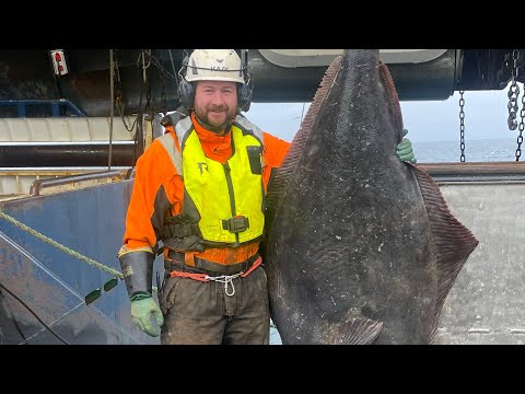 Видео: Атлантический викинг, тралящий Баренцево море