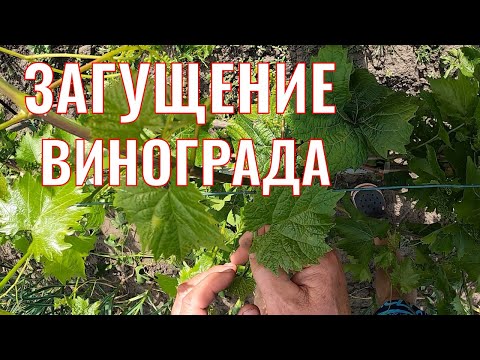 Видео: Устраняем загущение винограда (нормировка)