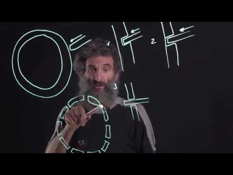 Видео: Цитология. Лекция 2. Строение ядра. Окштейн И.Л.