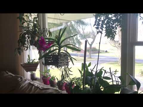 Видео: Как долго цветёт ванда. Уход в домашних условиях. Полив и удобрение орхидеи ванда. Днюха у Собакина
