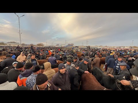 Видео: БОКИЛАДИГАН ЁШ НОВВОСЛАР 6-НОЯБР ХОРАЗМ БОҒОТ МОЛ БОЗОРИ ЭРТАЛАБГИ САВДОЛАР !!! XORAZM SAVDO