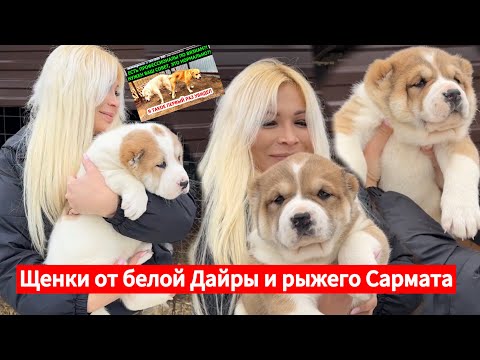 Видео: Щенки от популярной вязки Сармата и Дайры! Щенки гиганты