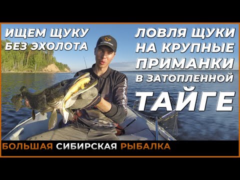 Видео: Ловля крупной сибирской щуки на крупные приманки в затопленной тайге! Трофейная Рыбалка. Спиннинг.
