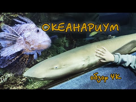 Видео: Океанариум Санкт Петербург видео 4K - Океанариум СПБ БОЛЬШОЙ ОБЗОР