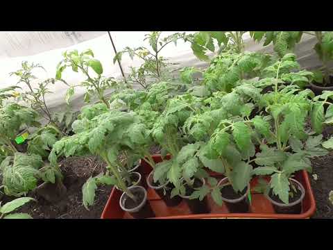 Видео: При каких температурах можно оставлять на ночь томаты в холодной теплице?