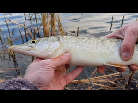 Видео: КАК ЛОВИТЬ ЩУКУ в ноябре и декабре на открытой воде