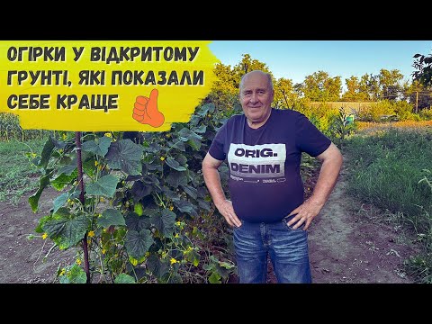 Видео: Огірки у відкритому грунті, які показали себе краще