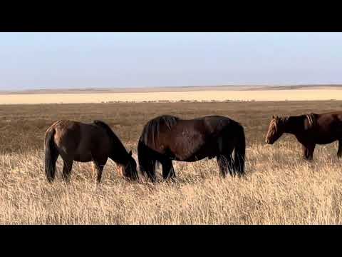 Видео: Жайтаппен Байторынын үйірлері#жабағылар #horse #көкпар #соғым #тайлар #тұлпар #байтал #байге #бие#ат