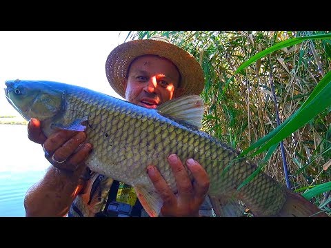 Видео: Рыбалка с ночевкой! Четыре дня на реке с подписчиками ловим карпа! Выживание 24 часа!