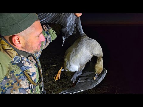 Видео: Поехал за Уткой, а добыл Гуся. Охота поздней осенью 2025г.