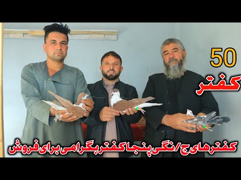 Видео: Пять голубей на продажу - Голубиный тур в Баграме, Музаммил | Группа из 50 летящих голубей на про...