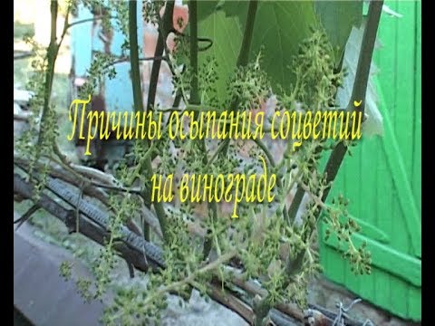 Видео: Причины осыпания соцветий на винограде .  🍇🍇🍇