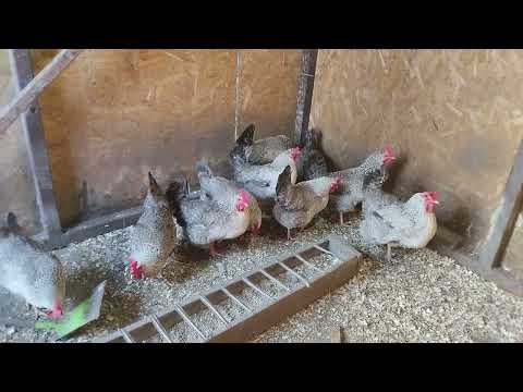 Видео: Борковская барвистая порода кур. Почему я остановился на этой породе несушки.