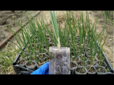 Видео: ГИГАНТСКИЙ лук ЭКСИБИШЕН 🌱Как высадить рассаду ЛУКА и получить большую головку ?