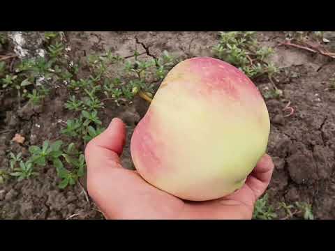 Видео: Огляд потенціалу деяких сортів яблук в моєму домашньому саду.26.08.2022 р.