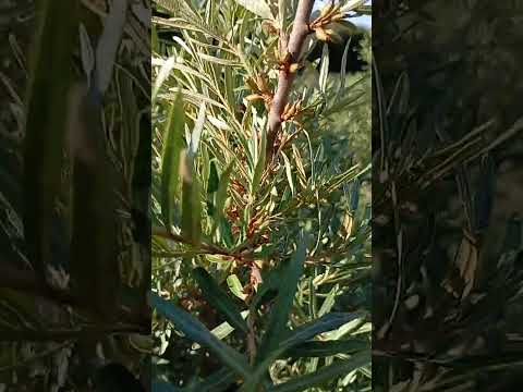 Видео: Літній сад обліпихи Лейкора @moyaoblipyha