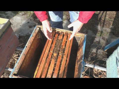 Видео: Чистка ульев.  Попытка спасения отводка.