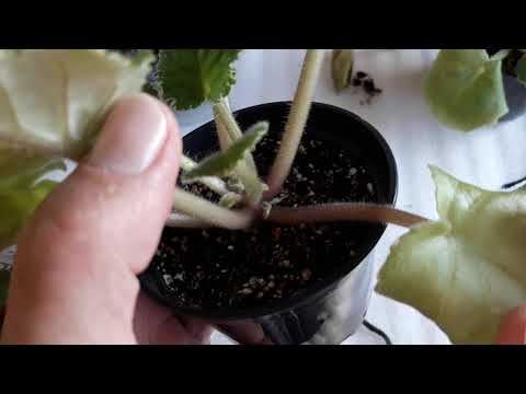 Видео: Признаки поражения фиалки клещом.