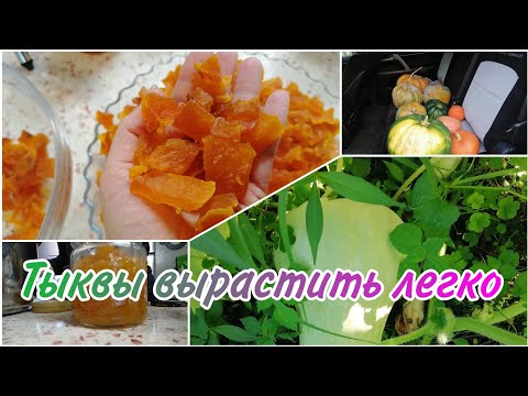 Видео: ТЫКВЫ БУДУТ ВКУСНЫЕ И БОЛЬШИЕ | ВЫРАЩИВАЮ ТЫКВЫ БЕЗ ЗАМОРОЧЕК | ФОРМИРОВАНИЕ ТЫКВЫ