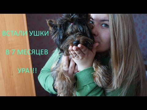 Видео: Первое видео!!Ставим Йорку ушки в 7 месяцев!!