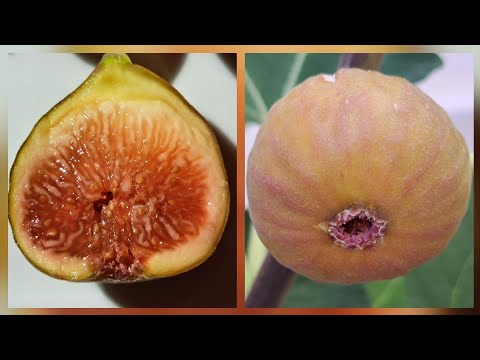 Видео: Инжир Грис де Льен - Grisse de Lien,  Кипрский черный - Cyprus Black,  Malta Black fig. 