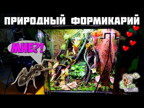 Видео: Большой природный формикарий ● Процесс создания с нуля