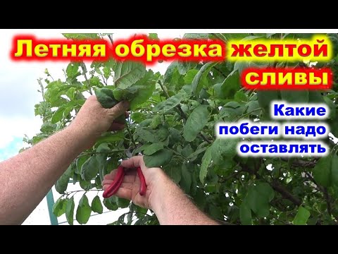 Видео: Летняя ОБРЕЗКА желтой СЛИВЫ.